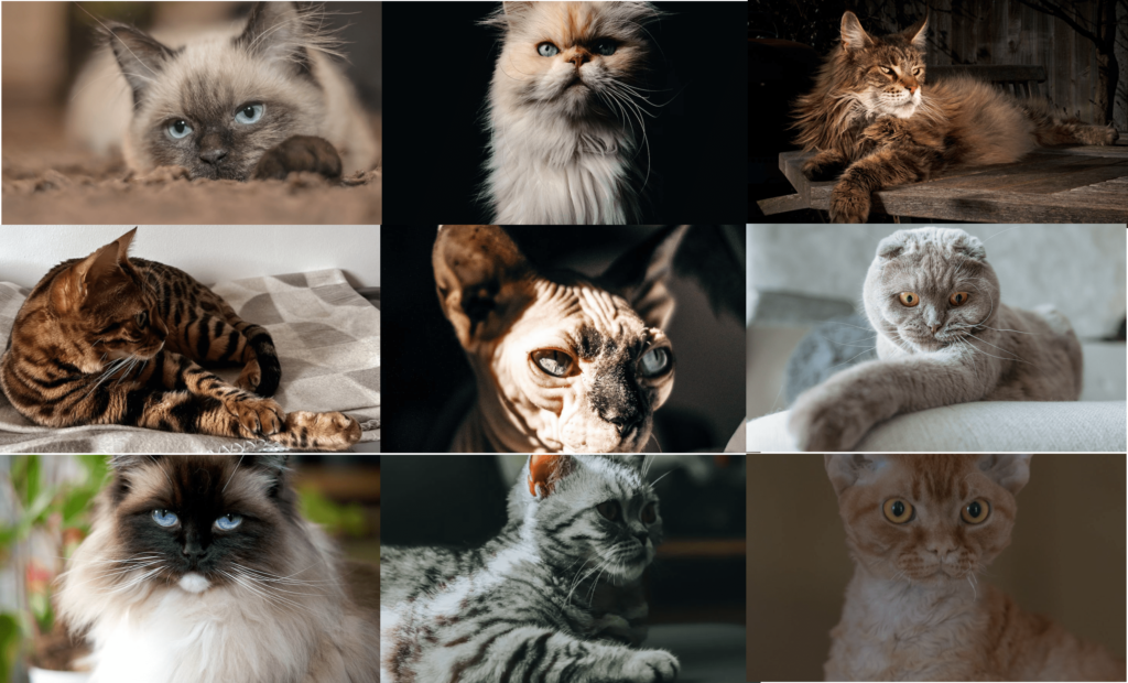 10 Most Popular Cat Breeds and Their Characteristics