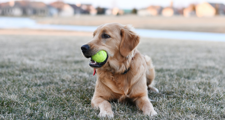 Golden Retriever