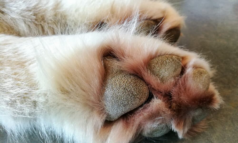 A Beginners Guide To Dog Paw Hyperkeratosis