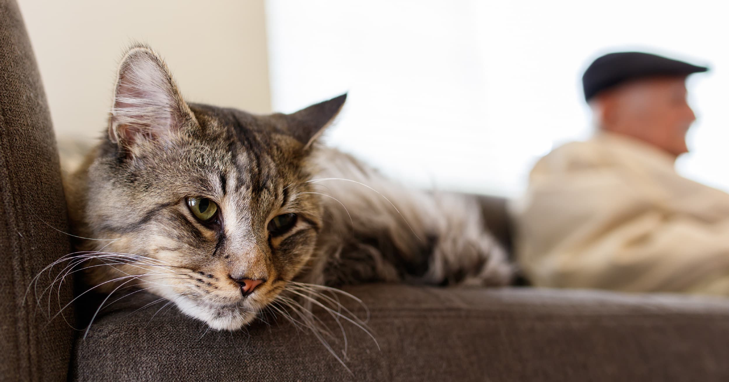 A black and gray cat lying on the arm of a couch with its owner.