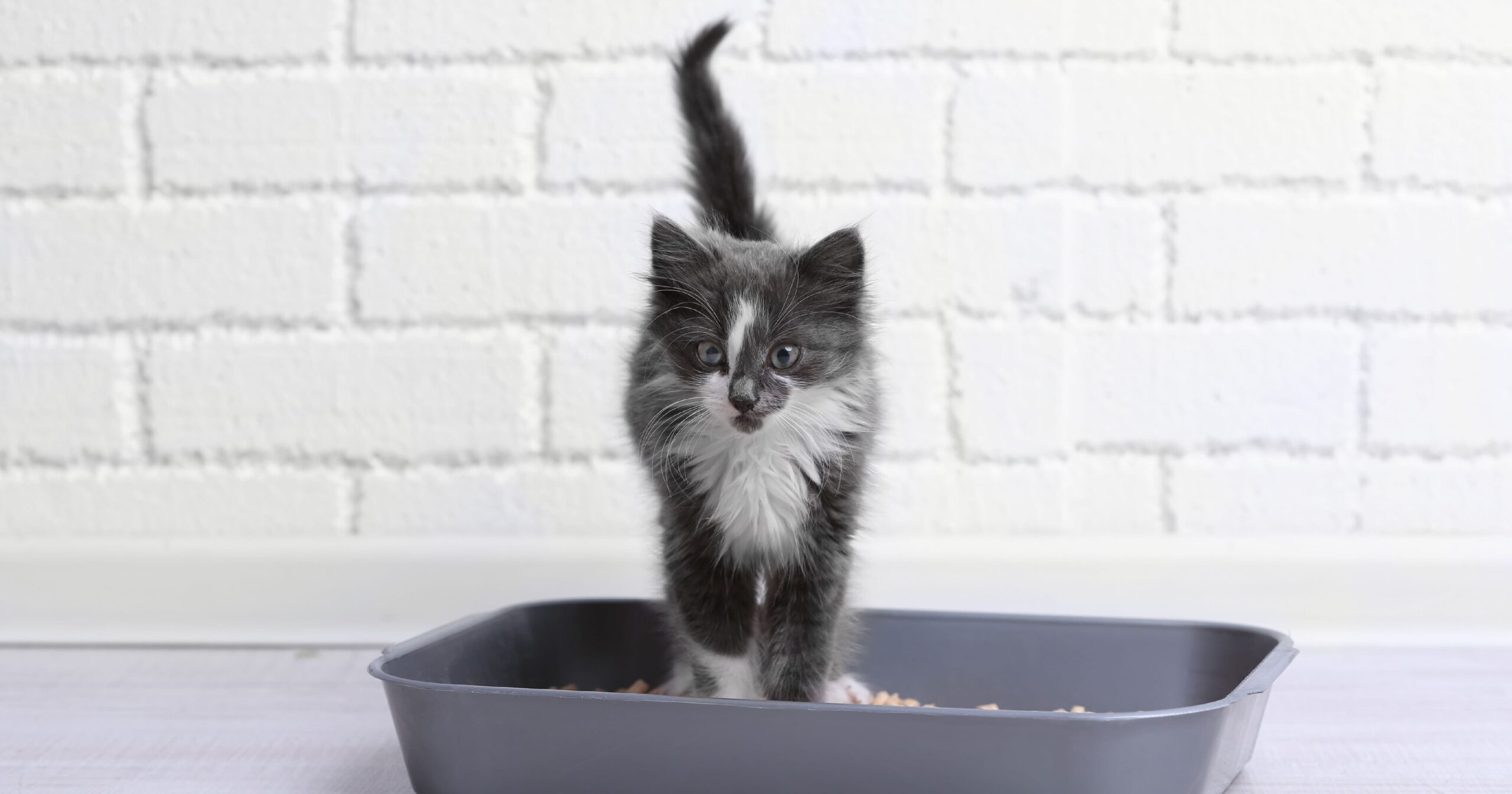 A gray and white kitten standing in a litter box.