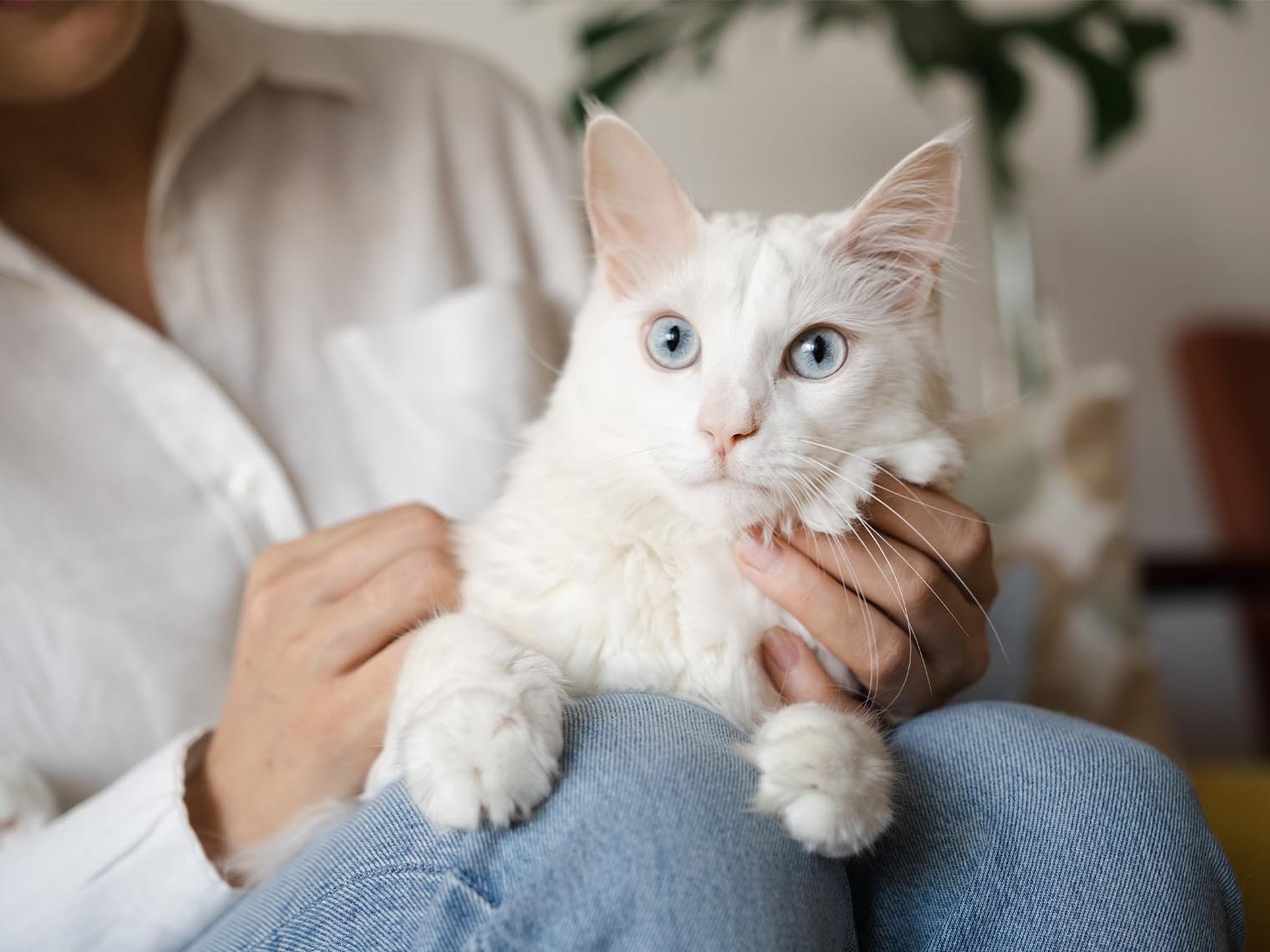 Woman holding white cat breed with blue eyes on lap