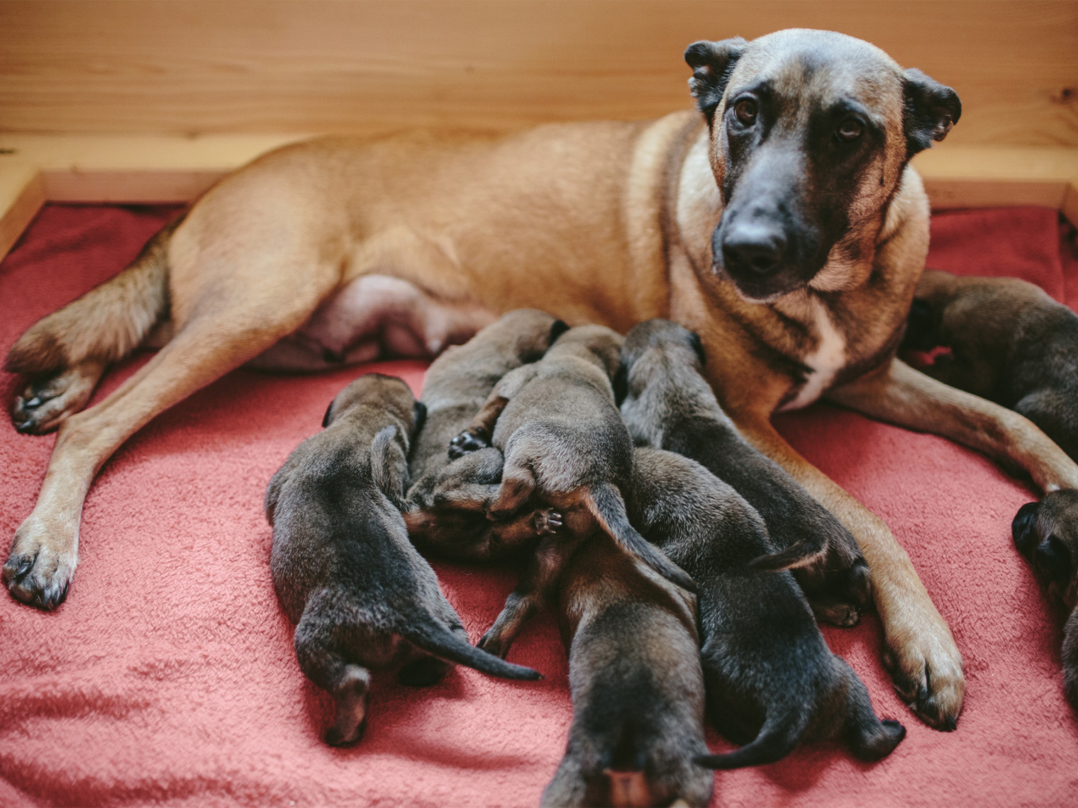 pregnant dog with her puppies in whelping box