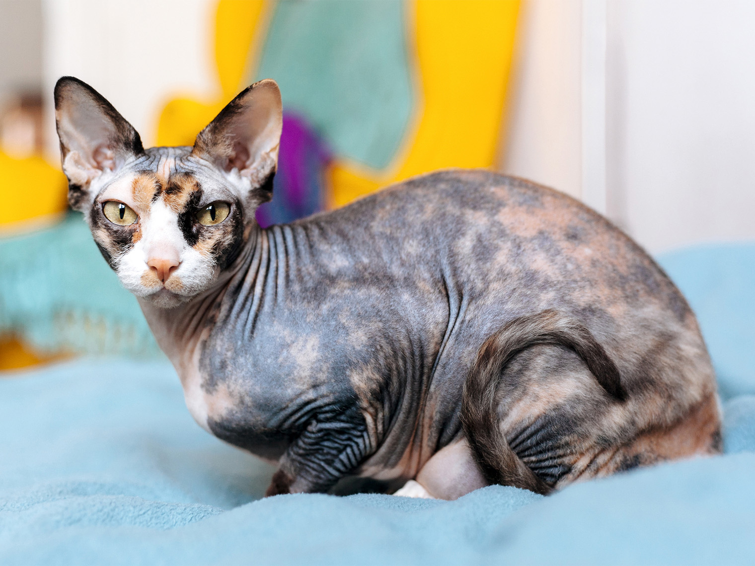 hairless cay breed- calico sphynx