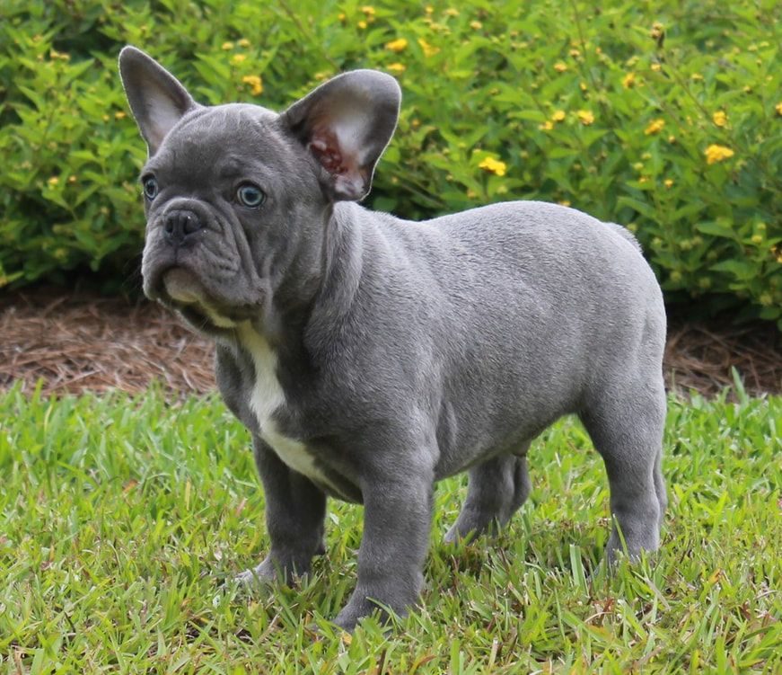 Blue Brindle French Bulldog