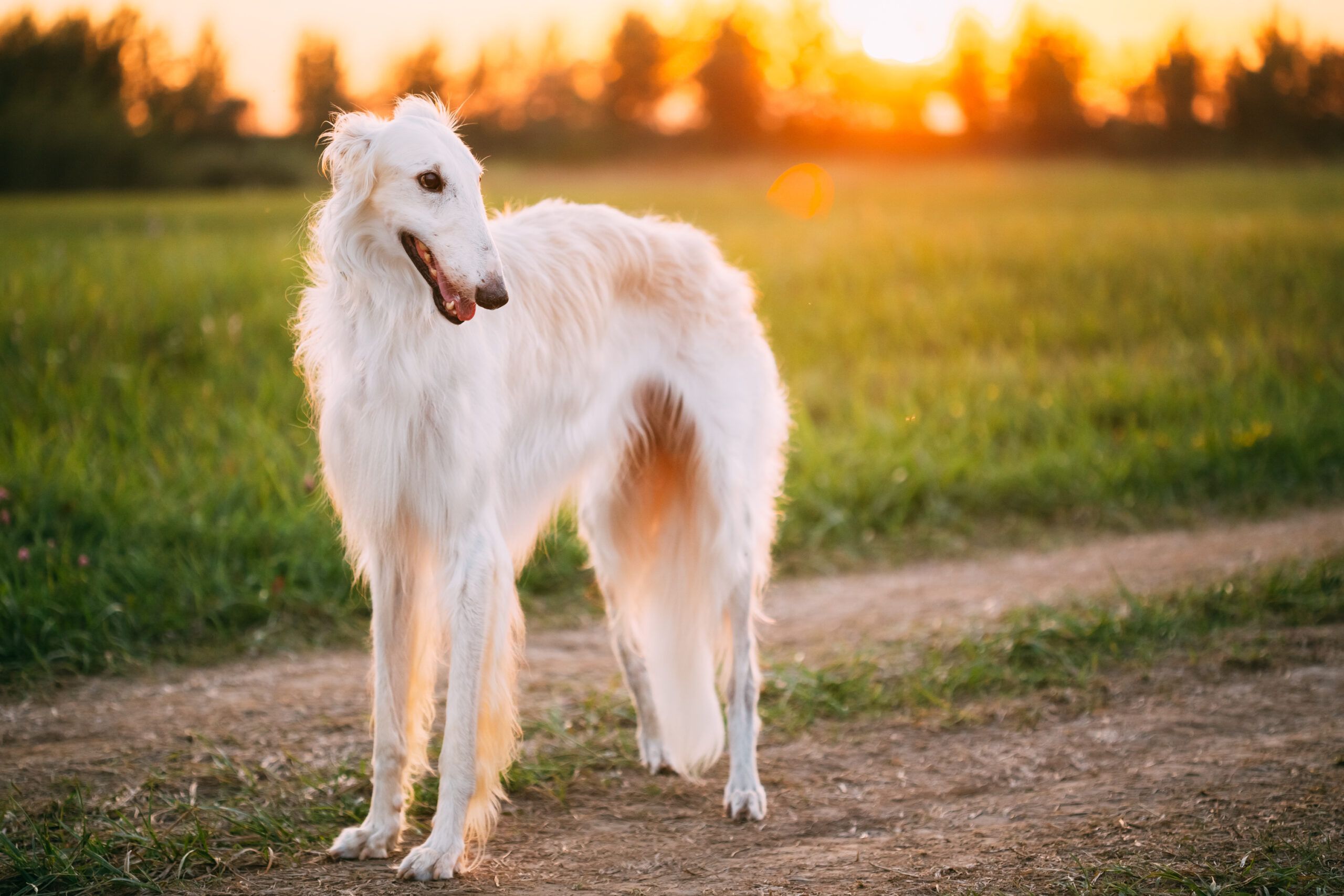 Borzoi Dog Breed Temperament – Dogster