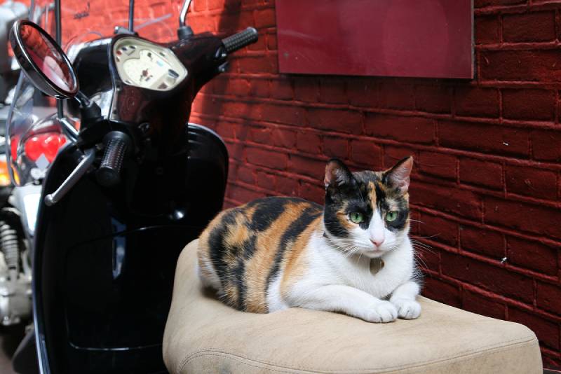 cat on top of a motorcycle