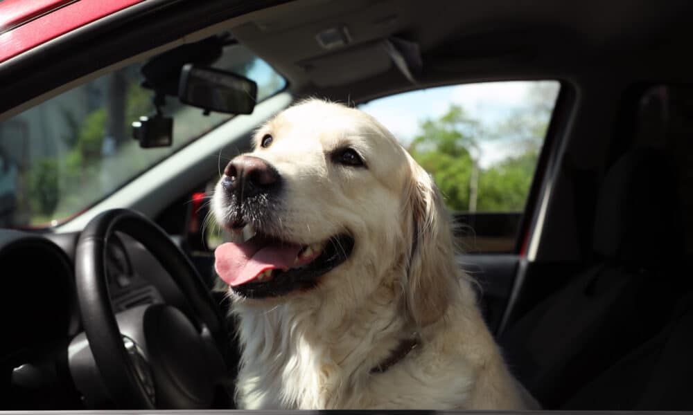 Colorado Drunk Driver Tries To Switch Seats With Dog To Avoid DUI Arrest