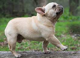 Cream French Bulldog