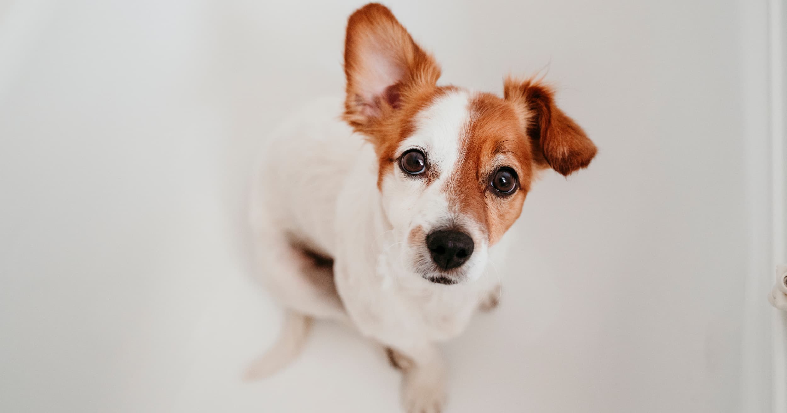 A brown and white dog staring with one ear standing up.