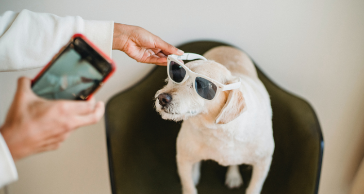 Dogs and Social Media: A Match Made in Heaven - Pet Blog