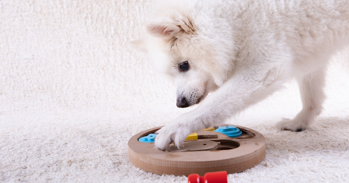 A white dog using its left paw to play with a puzzle toy.