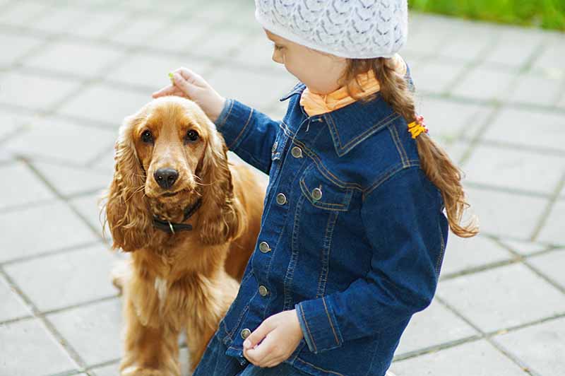 kid holding a cocker spaniel