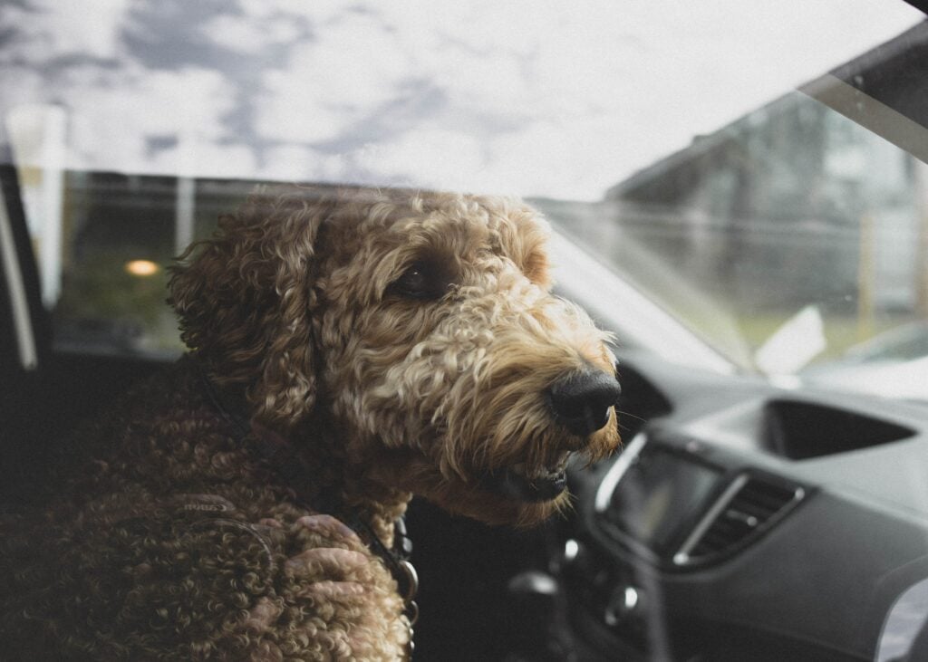 How to Help Pets Get Over Car Anxiety