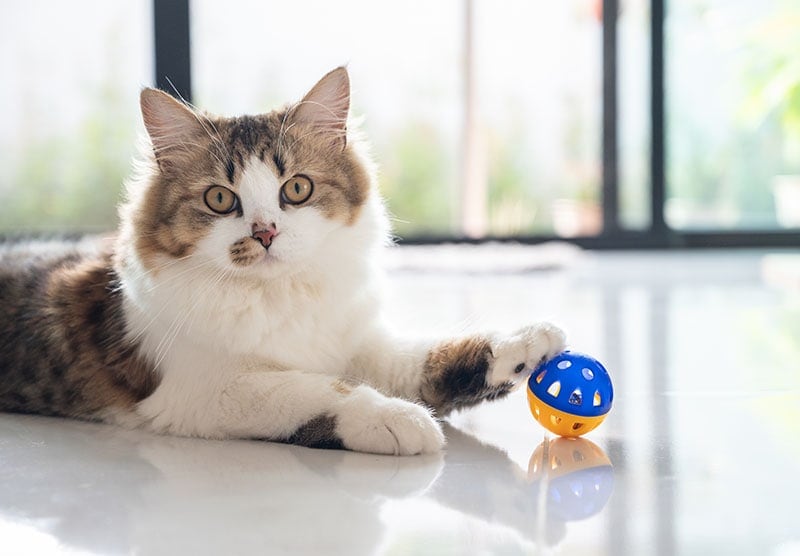 Cute crossbreed Persian cat playing with a ball