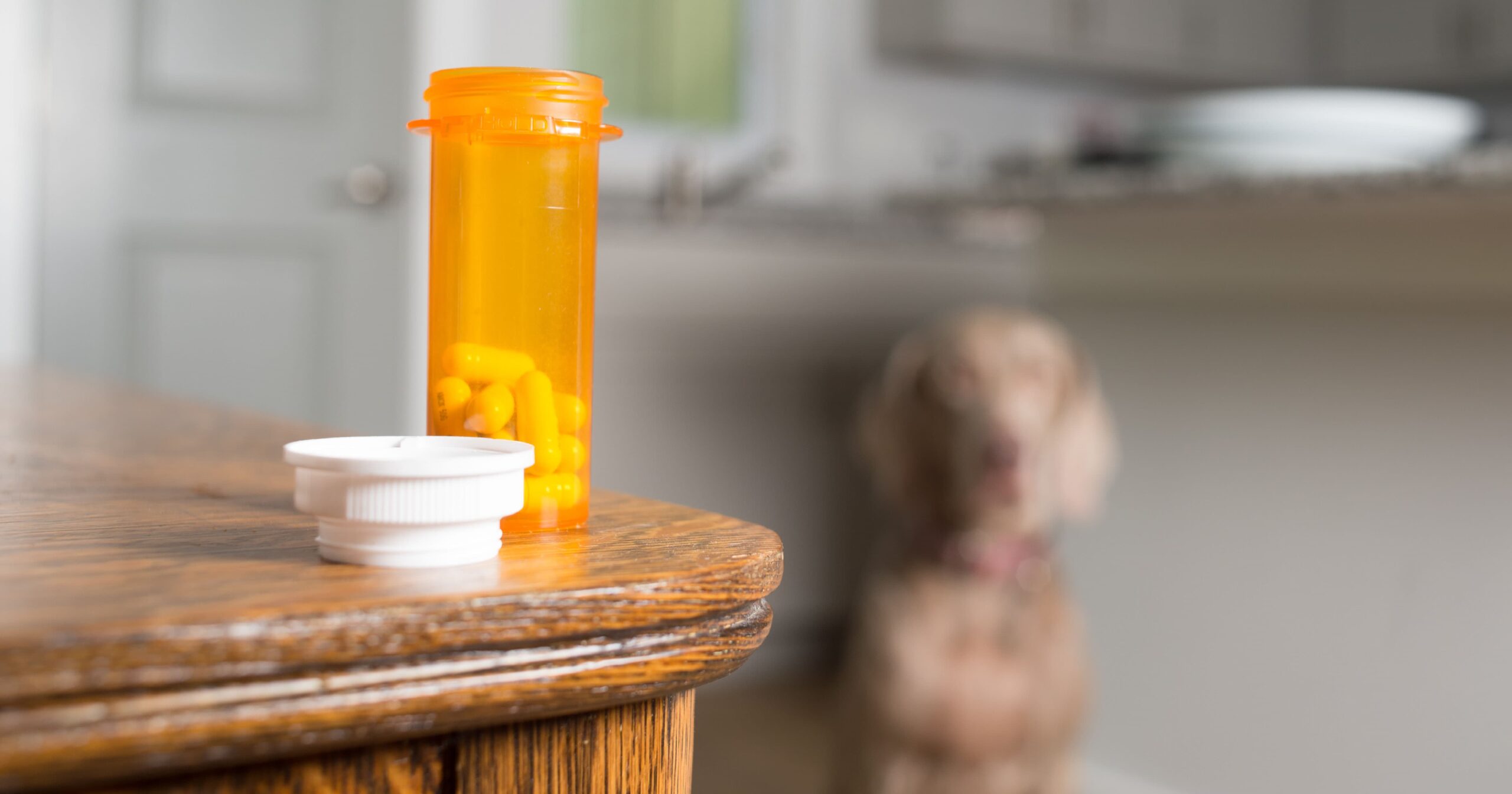 An orange pill bottle containing white pills sitting with the cap off on a wooden table with a dog looking on in the background.