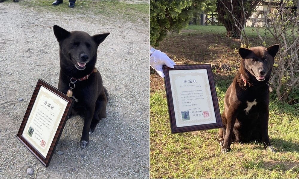 Japanese Dog Saves The Life Of A Heart Attack Victim And Gets Hailed A Hero