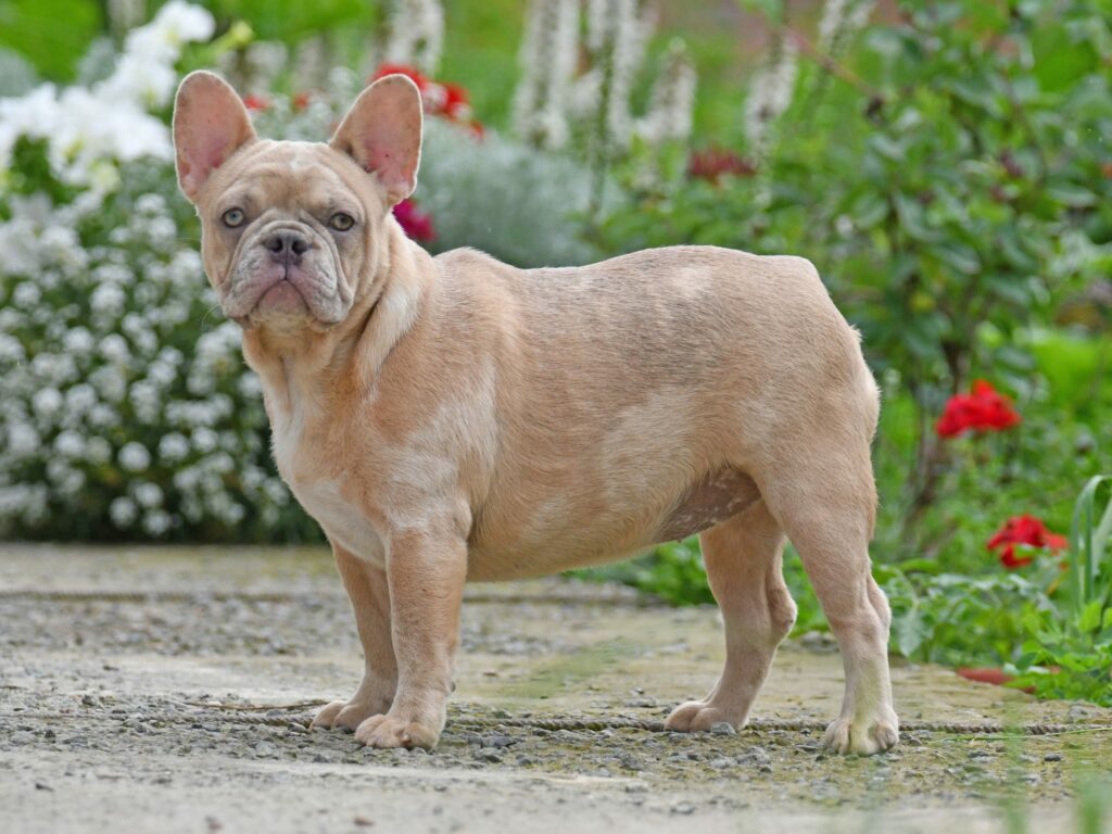 Lilac Fawn French Bulldog