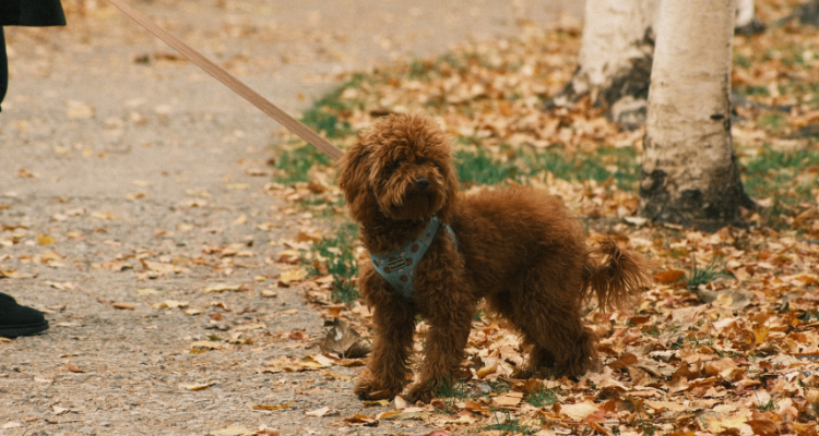 Mini Labradoodle