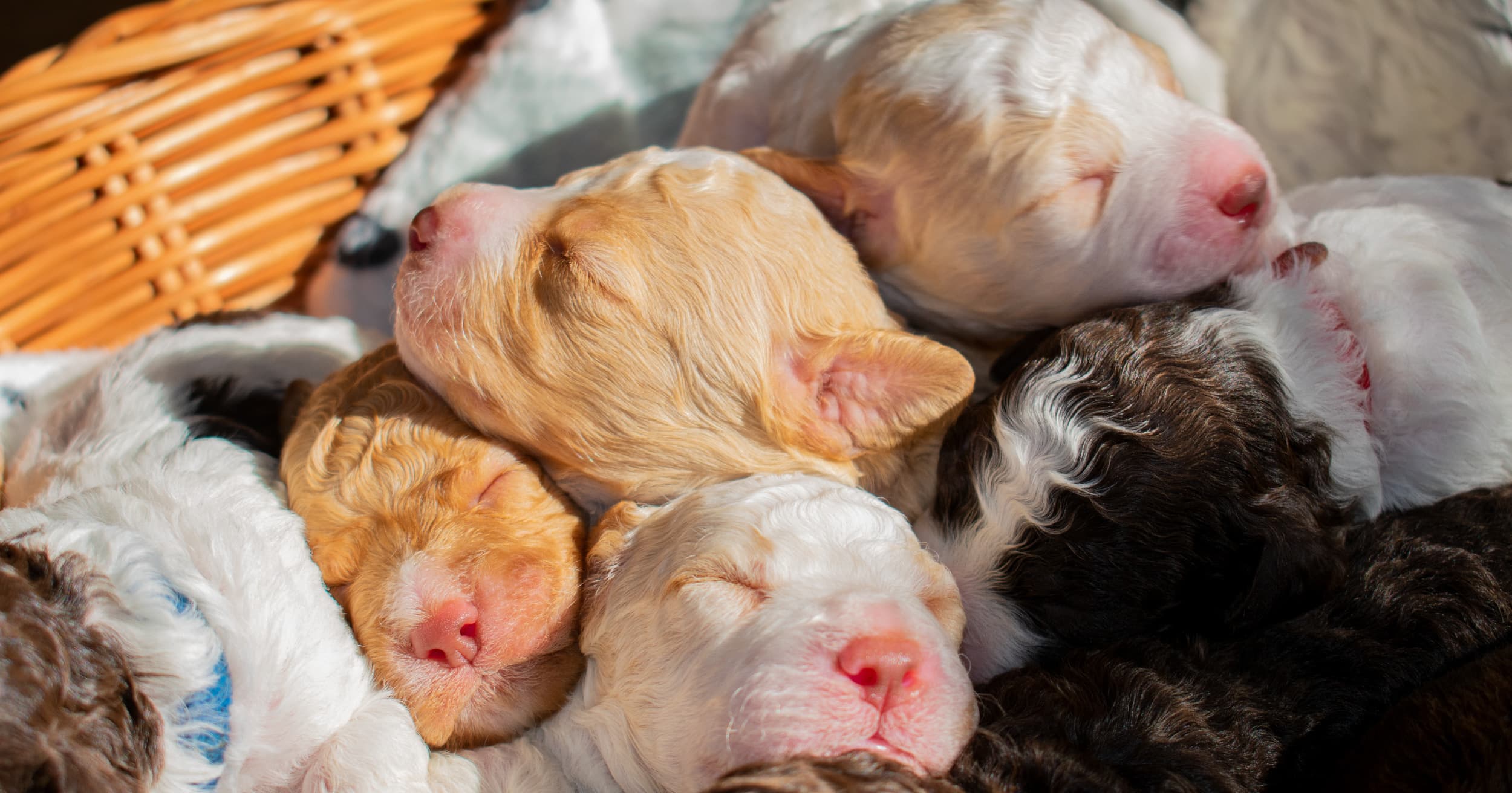 A litter of newborn puppies sleeping on top of each other in a wicker basket.