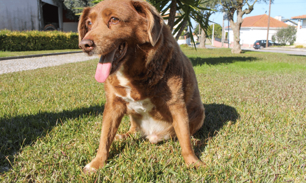 The World's Oldest Dog, Bobi, Celebrates 31st Birthday