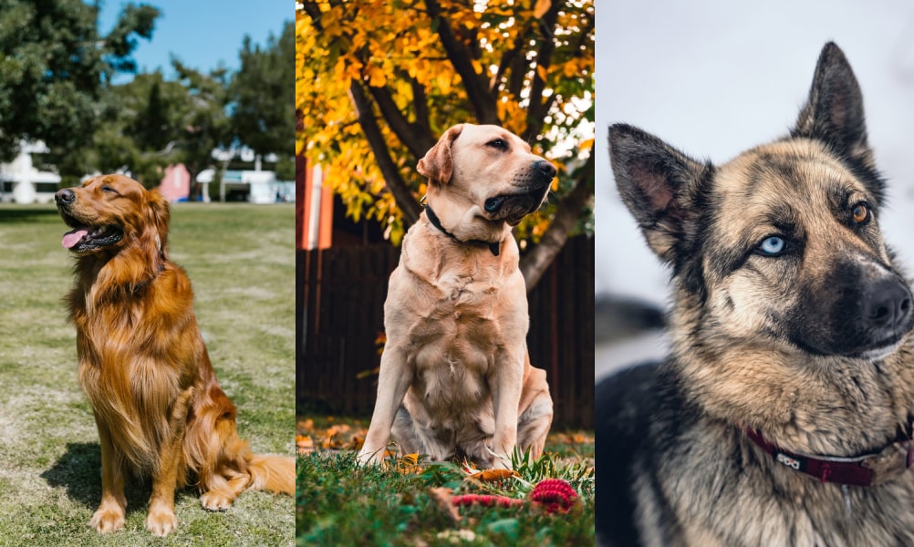 Top 10 Best Large Dog Breeds for Families and Outdoor Enthusiasts