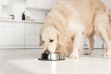 What Are Common Myths About Vet Recommended Dog Food?