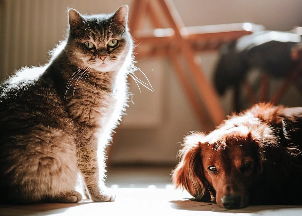 Which Makes the Better Home Pet? [Infographic]