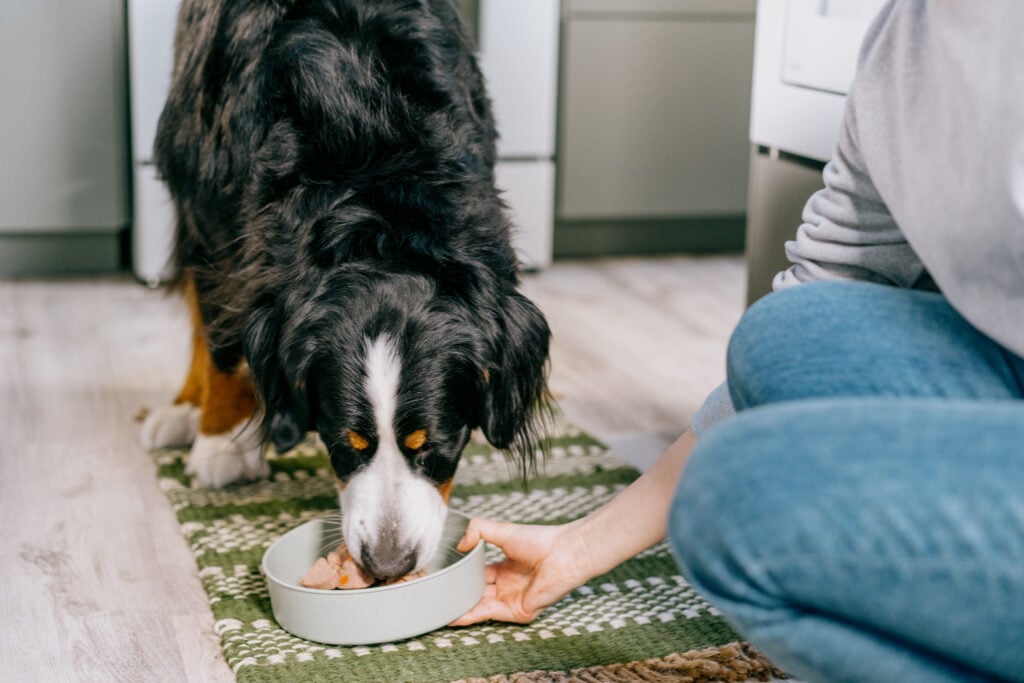 Why Dogs Prefer The Taste of Freshpet Recipes