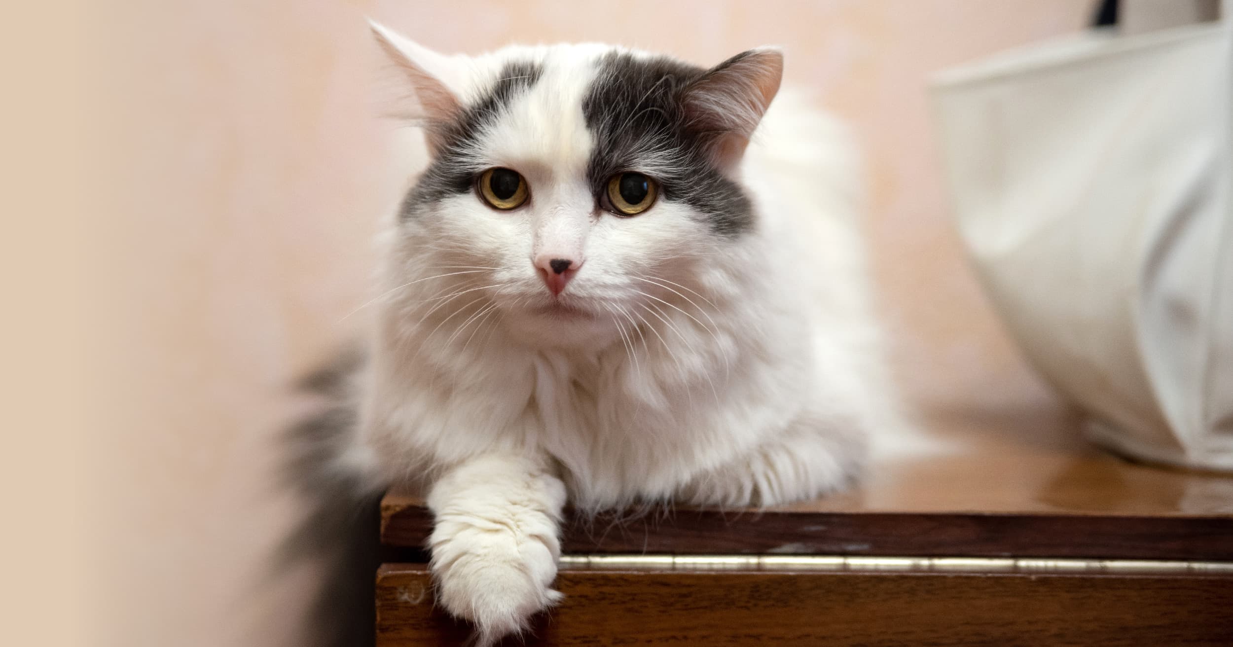 A white and black cat lying on top of a wooden table.