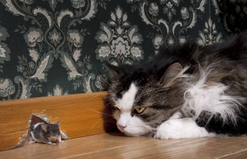 cat staring at a mouse coming out from a hole