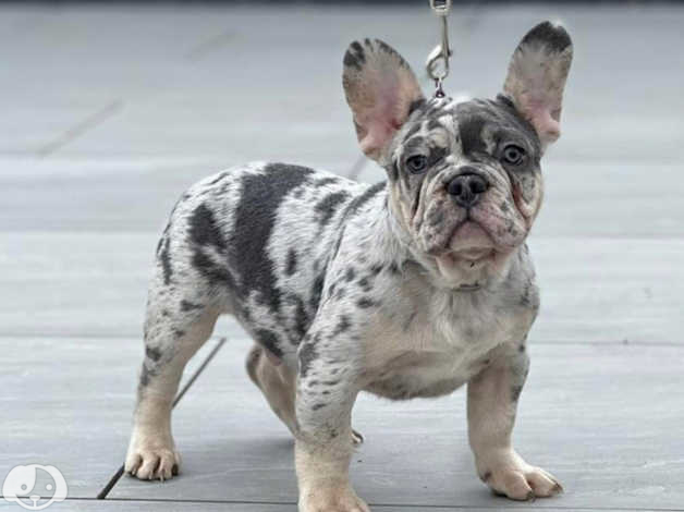 lilac merle french bulldog