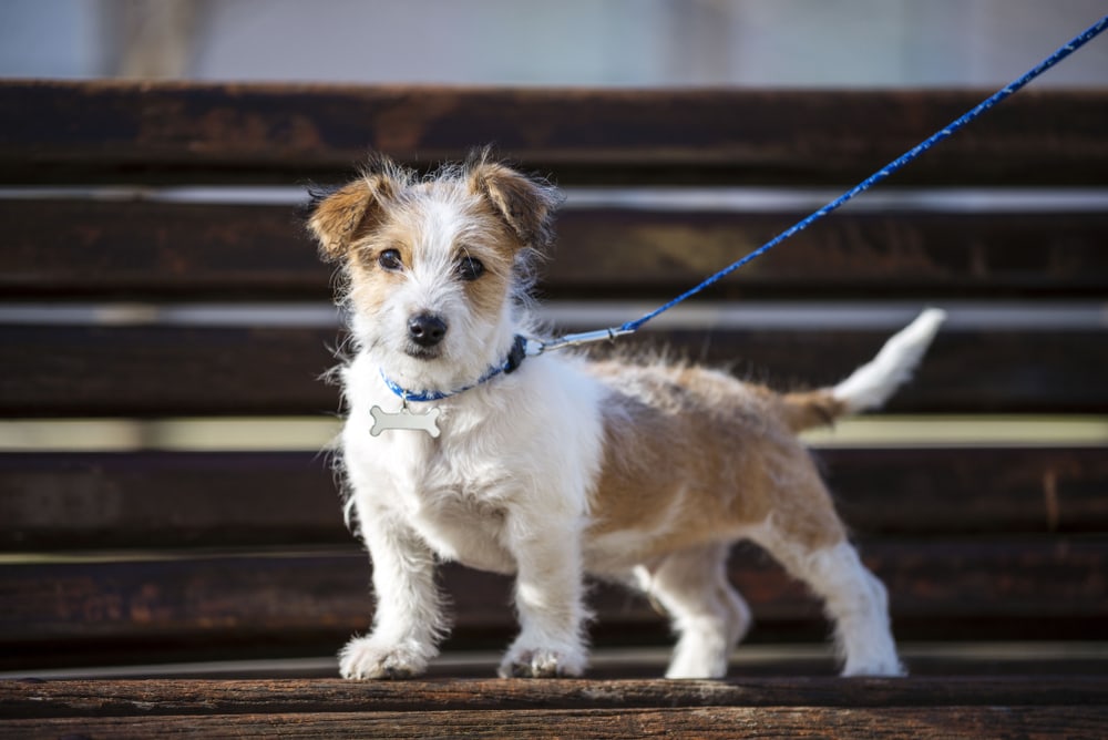 Kromfohrlander dog puppie posing on park bench.