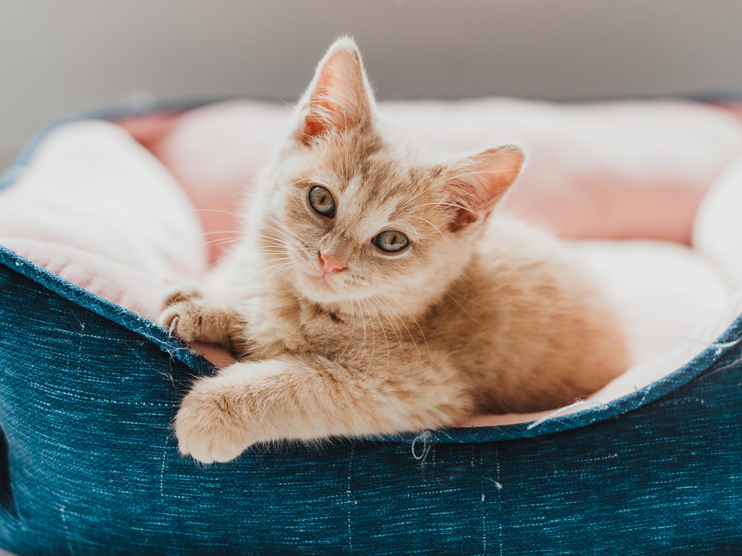 new kitten in bed