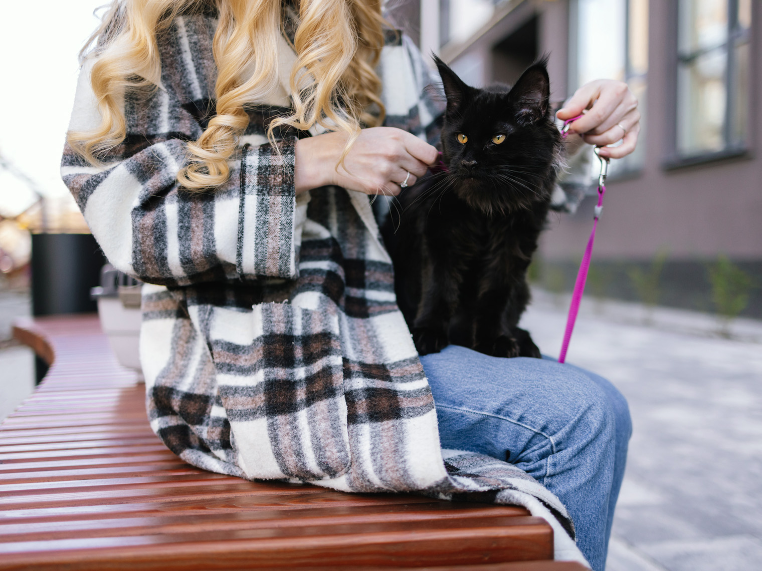 woman hold black Maine Coon on leash while sitting on a bench