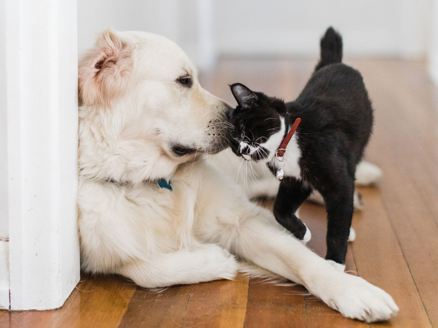 manx cat cuddles with labrador retriever dog