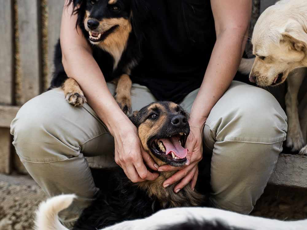 petting shelter dogs