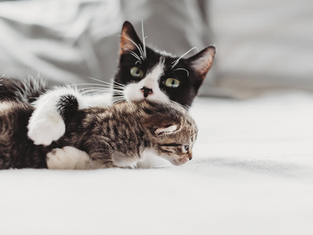 older cat and kitten