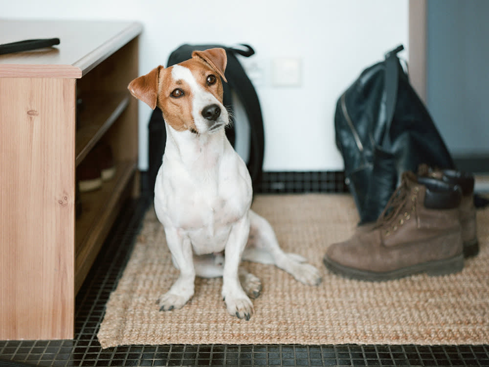 dog marking on shoes