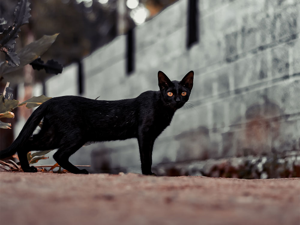 black cat crossing path