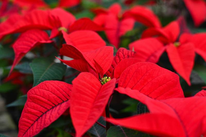 close up of a red poinsettia flower