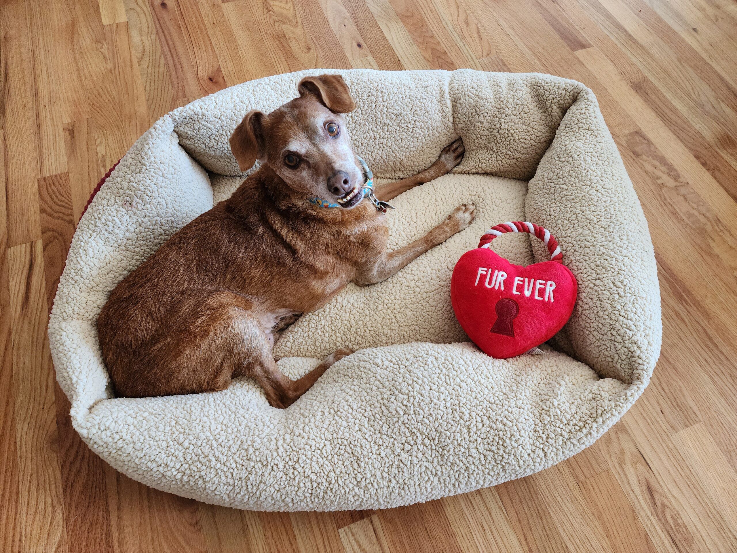 Best Heated Dog Beds and Are They Safe? – Dogster