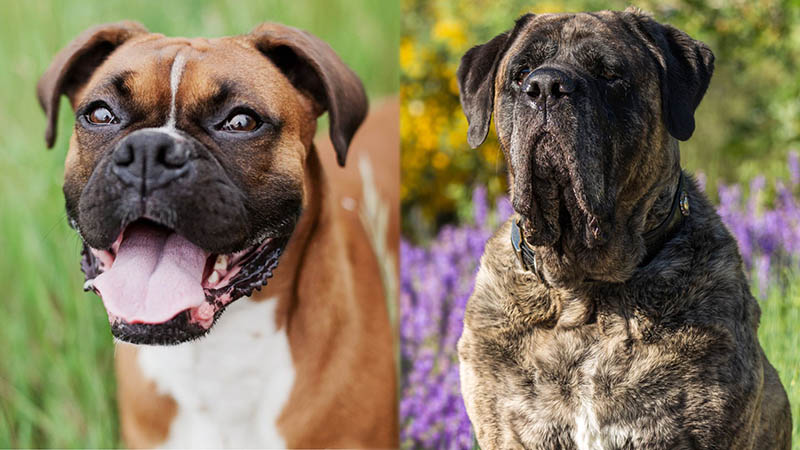 Parent Breeds of Boxer Mastiff Mix