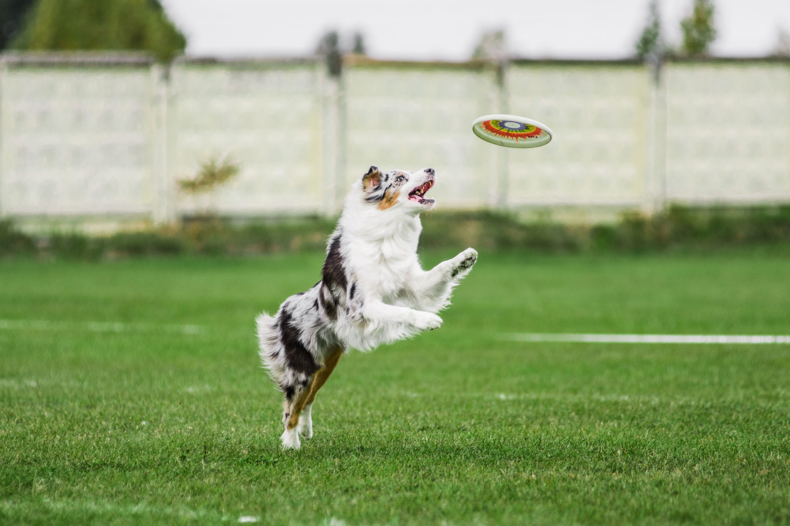 Disc Dog Sport – Dogster