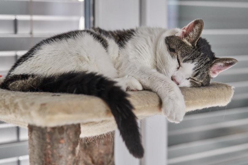 cat sleeping in cat tree