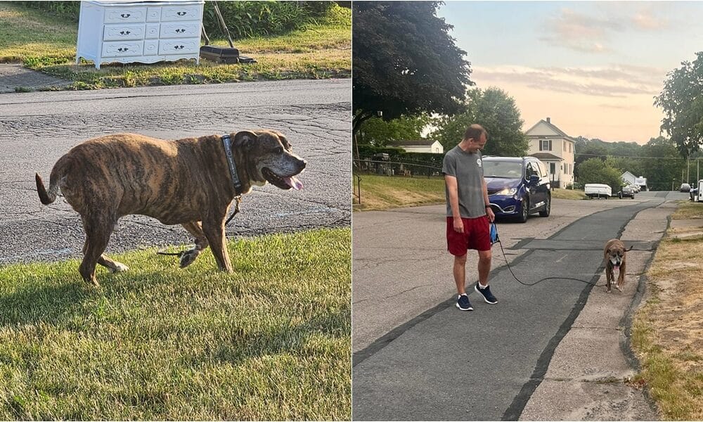 Entire Town Gives 'One Amazing Send-Off' For A Dying Dog On His Last Walk