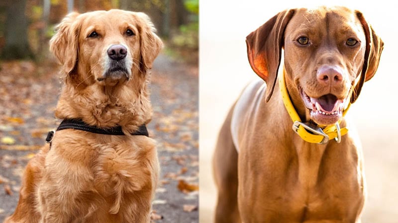 Parent Breeds of Golden Retriever Vizsla Mix