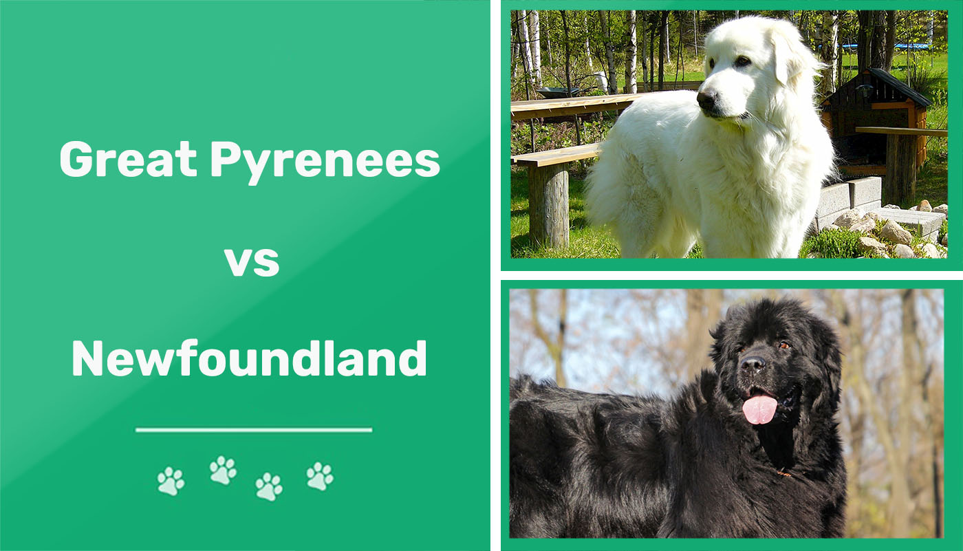 Great Pyrenees vs Newfoundland