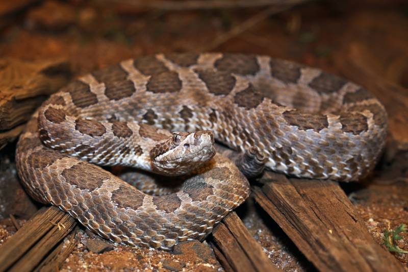 Desert Massasauga Rattlesnake