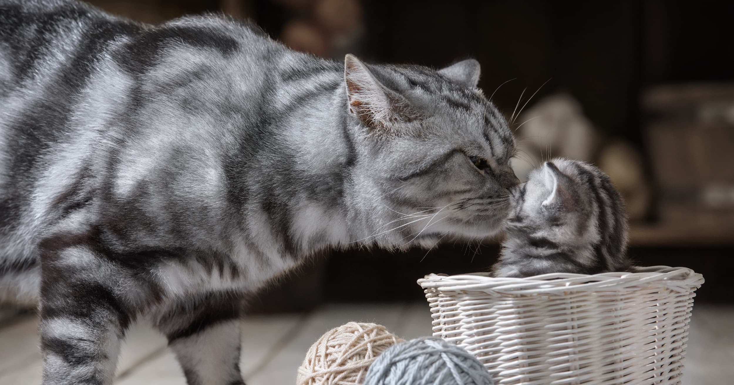 A gray cat with black stripes nuzzling its kitten in a white wicker basket.